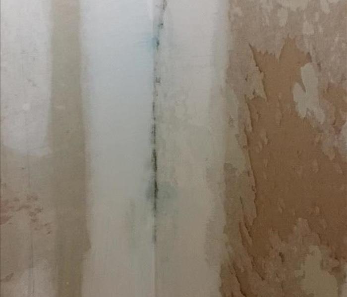Mold growth in corner of a wall.